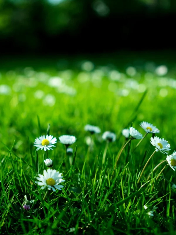 pexels-karoldach-409696